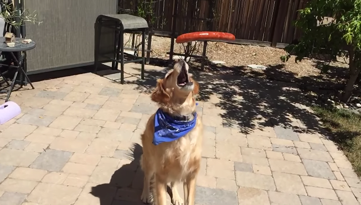 Fritz, el perrito que no agarra una, pero que igual intenta