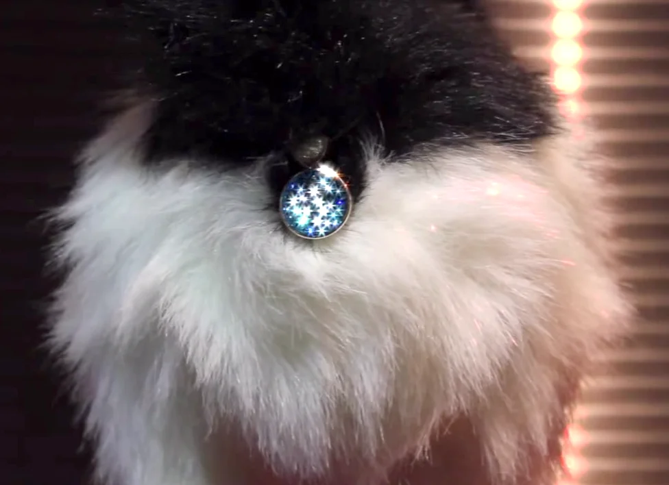 El Chele quiere que le compremos esto. (El Chele es un gato)