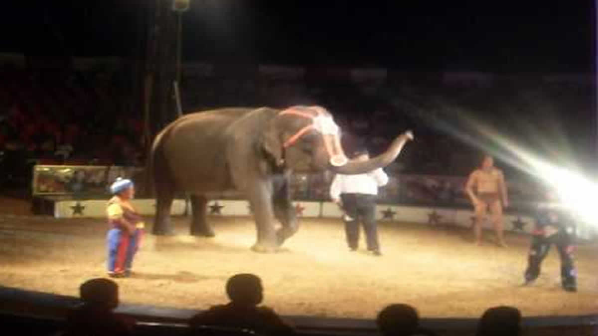 A una semana de la muerte de la Elefante Samba, el Circo de Renato va de viaje
