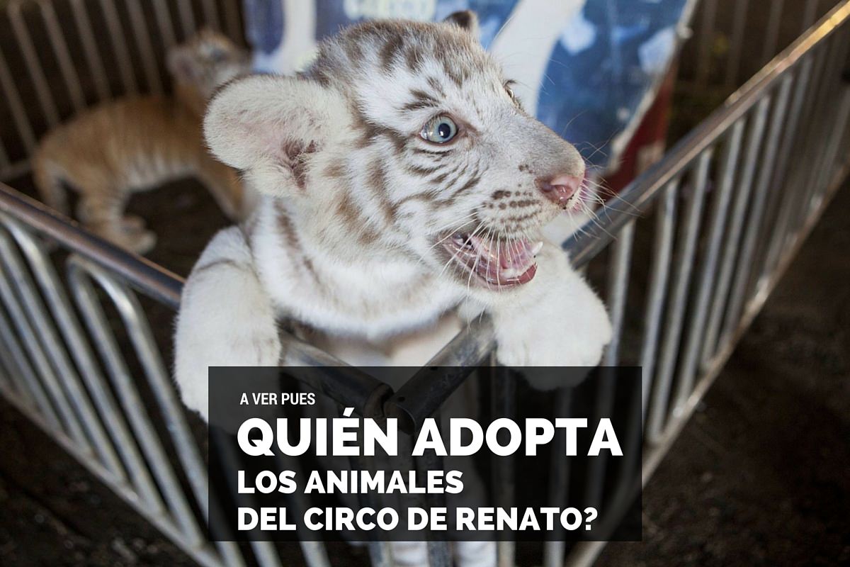 ¿Quién adopta (o sea compra) los animales del Circo de Renato?