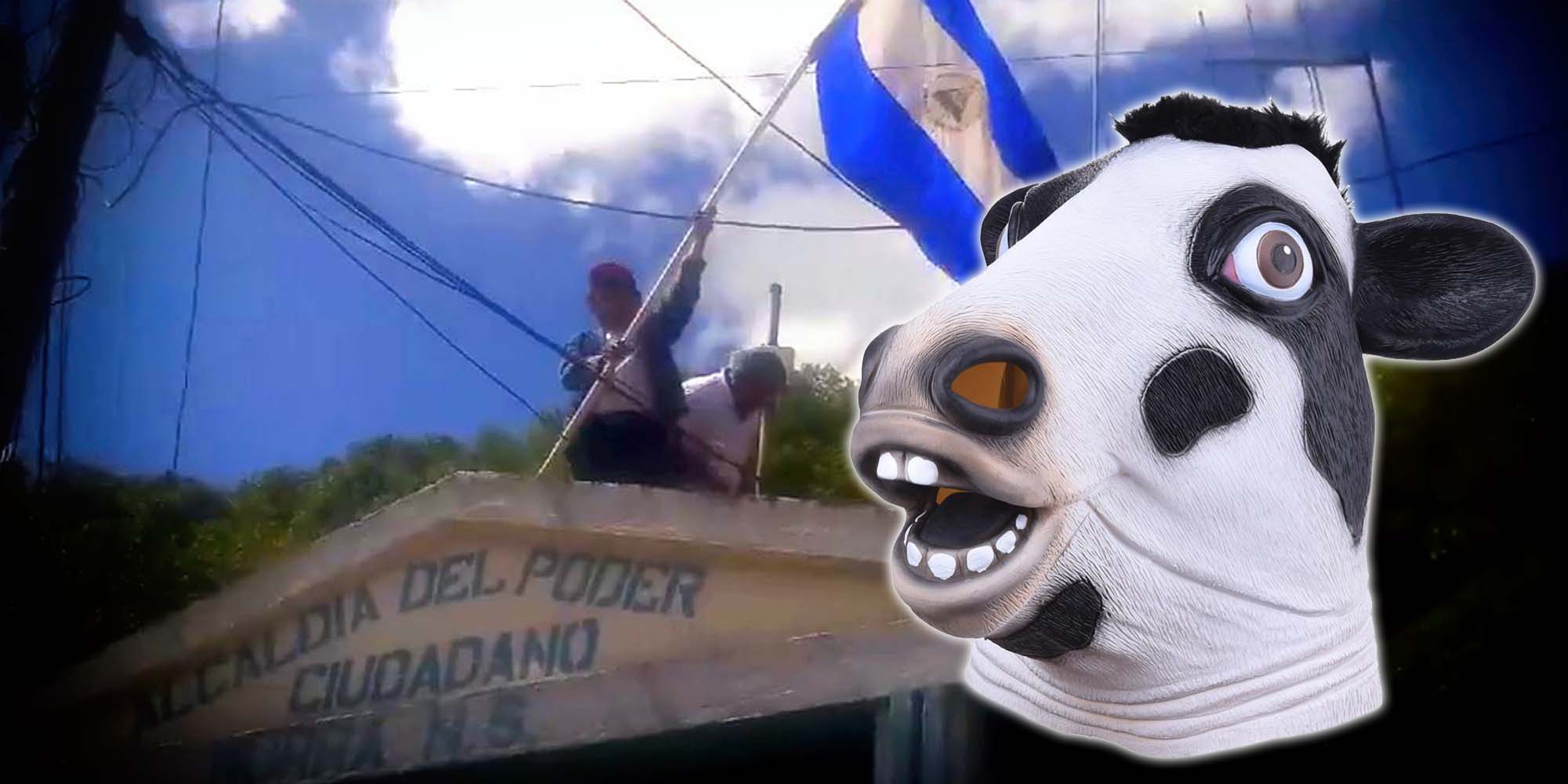La bandera azul y blanco de Murra parte 2: La venganza de la Vaca