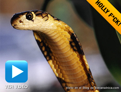 cobra-agapito